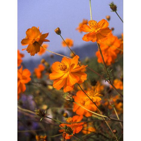 Cosmos sulphureux 'Crest Orange' le sachet de 100 graines (1g) (1/2)