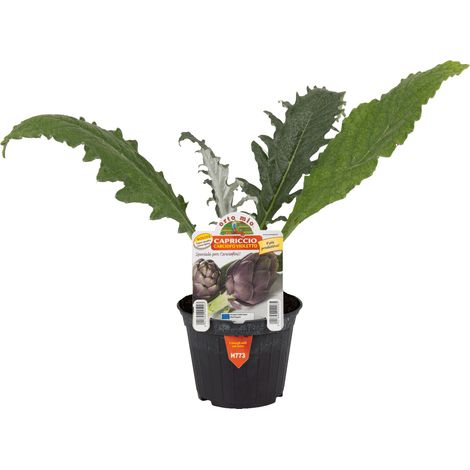 ORTO MIO Carciofo Violetto Rifiorente Precoce var. Capriccio (1/4)