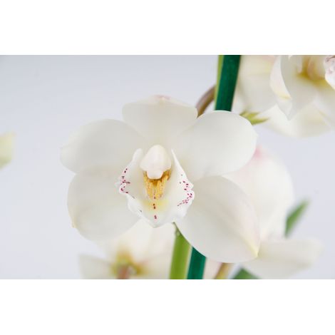 Gardenaria Cymbidium white - Pianta da interno ornamentale - Altezza: 85 cm (vaso 14) (1/5)