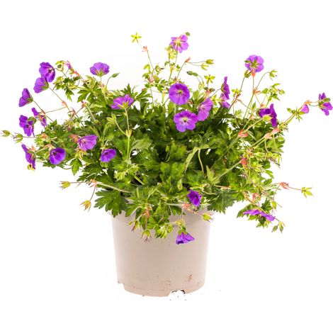 Géranium Rozanne Vivace Couvre-sol à Floraison Longue Bleu Violacé - Pot Ø19cm - 20-30cm - PANGIVO (1/4)