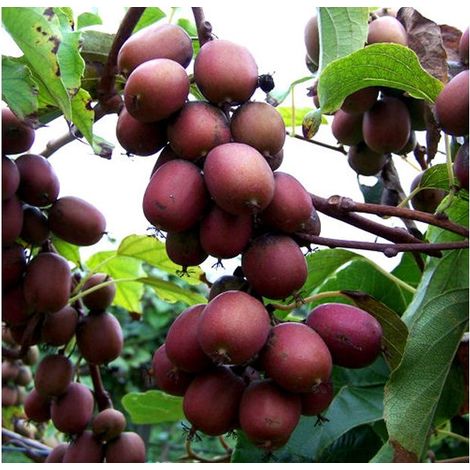 KIWI ACTINIDIA ARGUTA IMPOLLINATORE (1 PIANTA)