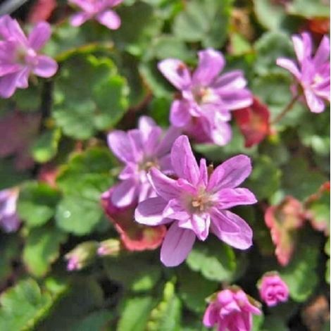 4 x Érodium  - Erodium variabile 'Flore Pleno'  - godet 9x9 cm