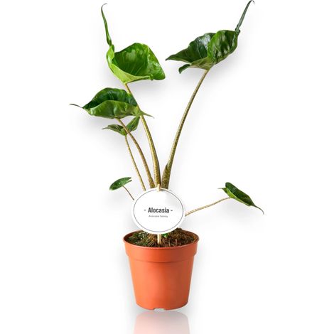 Gardenaria Alocasia stingray - Pianta da interno ornamentale - Altezza: 25 cm (vaso 12) (1/5)