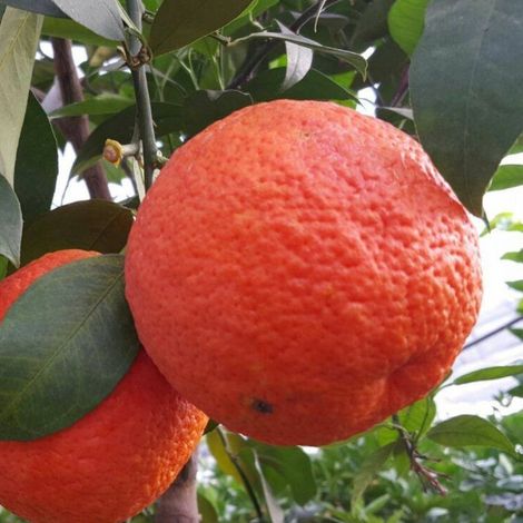 PIANTA DI ARANCIO VANIGLIA ROSSA in vaso 24 - età 3/4 anni (foto reali)