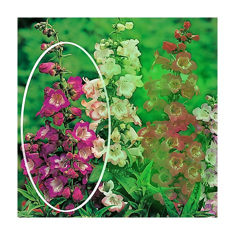 PENSTEMON GLOIRE DES 4 RUES - 2 GODETS