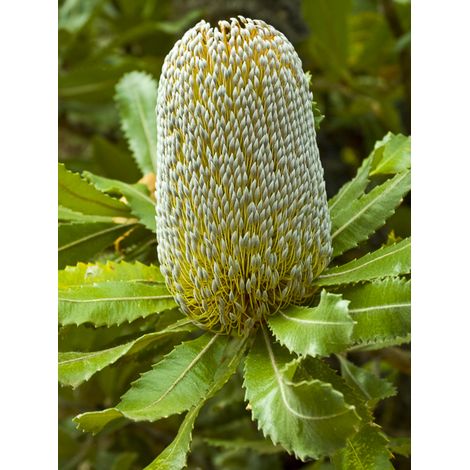Banksia serrata Pot de 4L/5L (1/2)