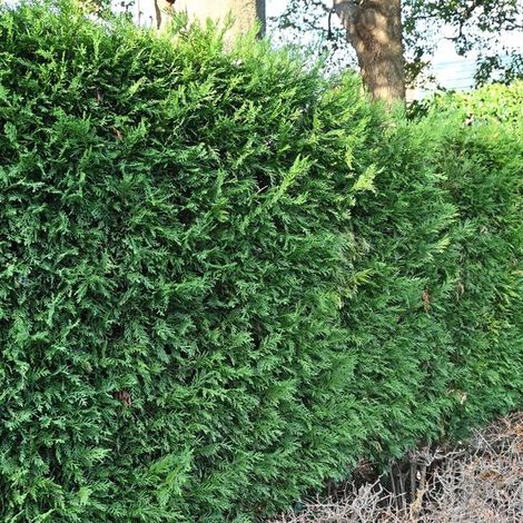 Plantes de haie - Cupressocyparis leylandii - feuillage vert - 8 plants - 1 mètre linéaire - persistant - pot de 9 cm - hauteur 35-40 cm (1/5)