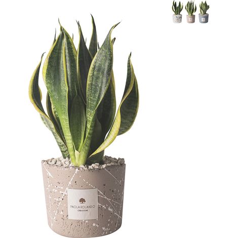 Bomboniera sansevieria in vaso cementino decorato schizzato Simone - Beige