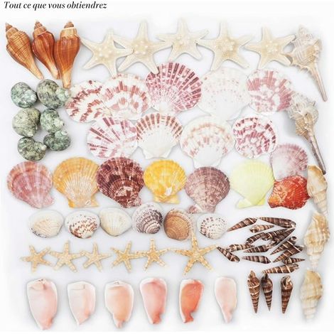 Mixte Océan Coquillages Étoile de mer 3-9 CM Naturels Décorations (1/4)
