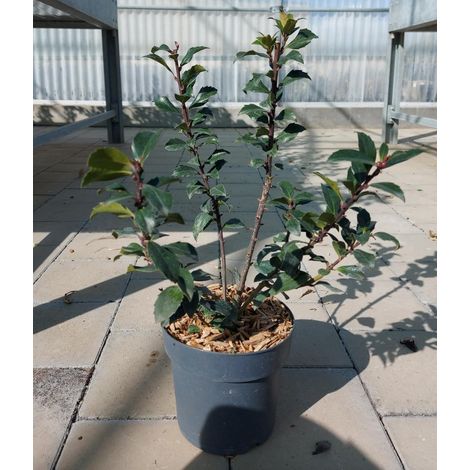 Ilex Baccato (1/2)
