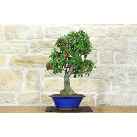 Bonsai di Pyracantha Coccinea a bacca rossa (173) (1/5)