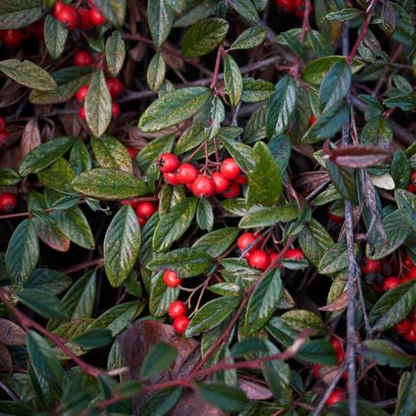 Pépinières Naudet – Cotoneaster de Franchet – Arbuste semi-persistant 2-3m – Fruits orange écarlate – Floraison blanche rosâtre en juin – Excellente rusticité (1/3)