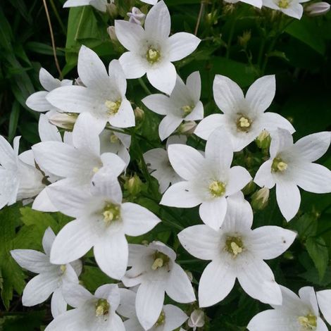 4 x Campanule à fleurs laiteuses 'Alba' - godet 9x9 cm