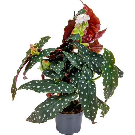 Bégonia Maculata – Plante d’intérieur dépolluante – Hauteur 20-30 cm – Pot 12 cm – Feuillage vert foncé avec points argentés