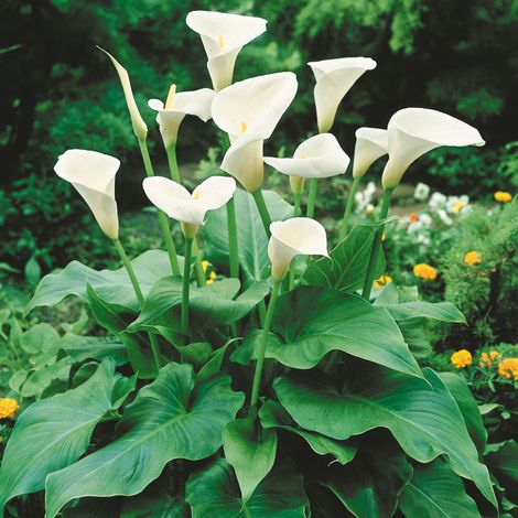 CALLA ZANTEDESCHIA COLORE ASSORTITO VASO 14CM
