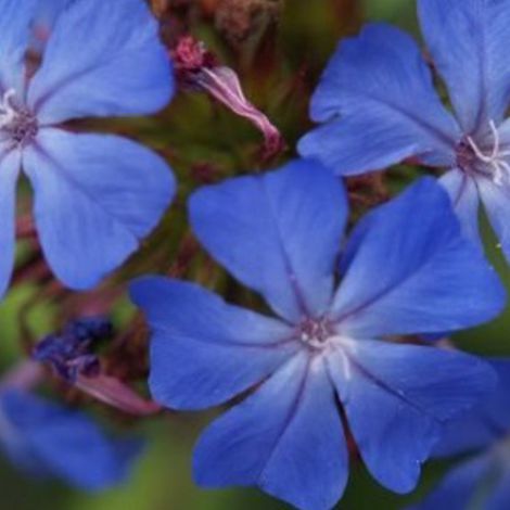 4 x Plumbago de Willmott - Ceratostigma willmottianum  - godet