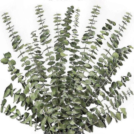 12 branches d'eucalyptus séchées de 43 cm (17 pouces) - 100 tiges de verdure naturelle pour la décoration intérieure et les compositions florales (1/5)