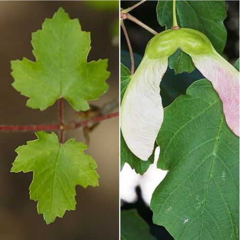 Semillas de Acir�n. Acer Opalus. Arce. 50 Gramos
