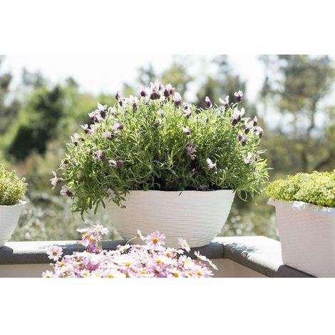 CIOTOLA PER FIORI 'PAGLIA' Ø cm 30xh.13 lt.5,8 - panna- 10 pezzi  - BAMA