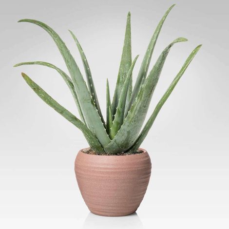 Aloe vera pianta officinale in vaso ø14 cm pianta grassa sempreverde MADE IN ITALY (1/3)