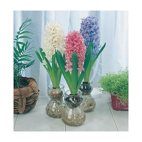 Vase à jacinthes – Bulbes de fleurs – Exposition intérieure – Couleur blanche – Période de floraison hiver – Fabre Graines