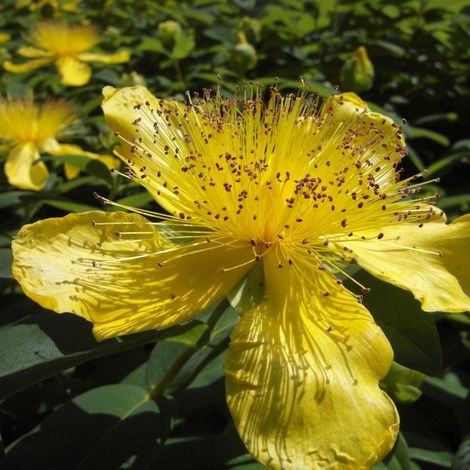Millepertuis calycinum, Hypericum/Pot de 3L - 20/40 cm (1/5)