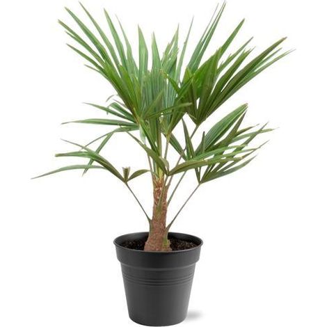 Palmier de Chine Trachycarpus Fortunei - Plante Exotique Extérieur et Intérieur - 85-100 cm Ø21 cm - PANGIVO (1/5)