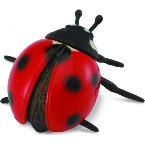 Coccinella