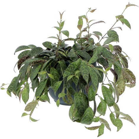 Aeschynanthus Marmoratus con Eco-Vaso Blu - Vaso da Coltura Ø 17 cm (1/4)