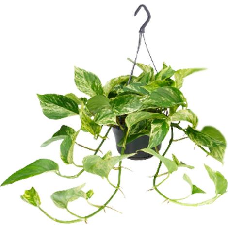 Plante d'Intérieur Epipremnum Marble Queen Scindapsus Feuillage Marbré Blanc et Vert Ø 15 cm H 25 cm - PANGIVO (1/4)