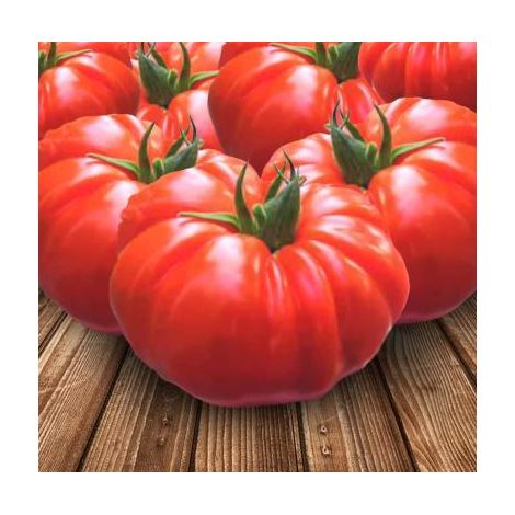 TOMATE BUFFALO STEAK HF1 - 15 SEMENCES - GRAINES DE LEGUMES