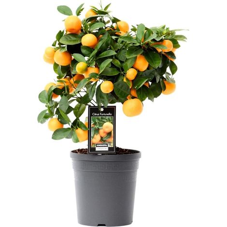 Citrus Calamondin Plante d’agrumes décorative intérieur extérieur Pot 15 cm Hauteur 40 cm - PANGIVO (1/5)