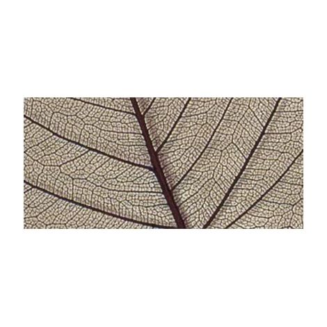 RAYHER - 8 PEZZI - SCHELETRO DI FOGLIA WILLOW 6-10CM - COLORE MARRONE CHIARO