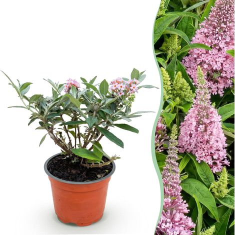 Arbre aux papillons Buddleja davidii Butterfly Candy Little Pink compact rose 1 plante pot 12 cm - PANGIVO (1/5)