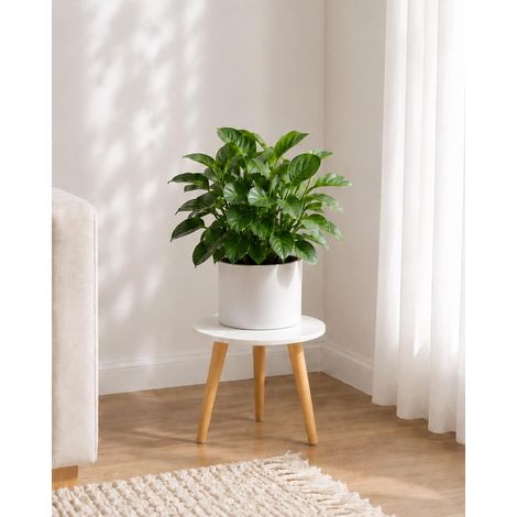 Support pour Plantes d'Intérieur en Bois Rond, Table d'Appoint Moderne Style Milieu du Siècle - Décoration d'Intérieur avec Pots de Fleurs (1/5)