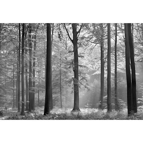 Papier peint panoramique nature noir & blanc | Tapisserie panoramique arbre effet silence | Papier peint panoramique foret tendance salon & escaliers - 384 X 260 cm (8 pièces) (1/2)