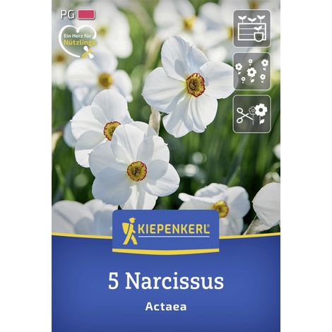 Kiepenkerl Herbstblumenzwiebel Dichternarzisse Actaea 5 Stück (1/2)