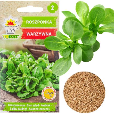 W1186 ALABA SALAD GEMÜSE ALABA SALATSAMEN REICH AN VITAMINEN SALAT 1G (1/5)