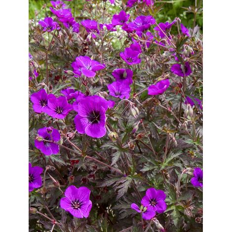 Géranium vivace 'Dark Eyes' Godet de 8/9 cm