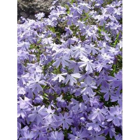 Phlox mousse 'Emerald Cushion Blue' Godet de 8/9 cm