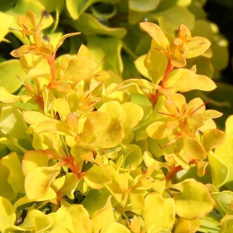 Épine-vinette de Thunberg 'Tiny Gold' - 20-25 cm pot (1/5)