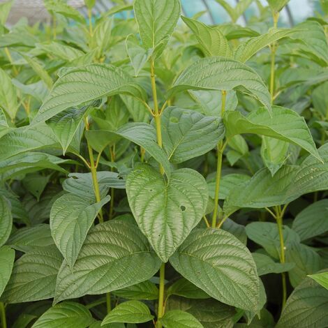 Cornouiller soyeux Flaviramea, Cornus/Pot de 7,5L - 60/80 cm (1/3)