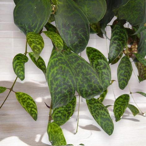 Gardenaria Aeschynanthus marmoratus - Pianta da interno ornamentale - Altezza: 40 cm (vaso 19) (1/4)