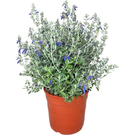 Teucrium fruticans Azureum (Vaso 17) – Arbusto Sempreverde