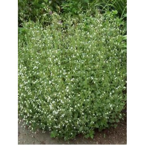 Petit calament 'White Cloud' Godet de 8/9 cm (1/3)
