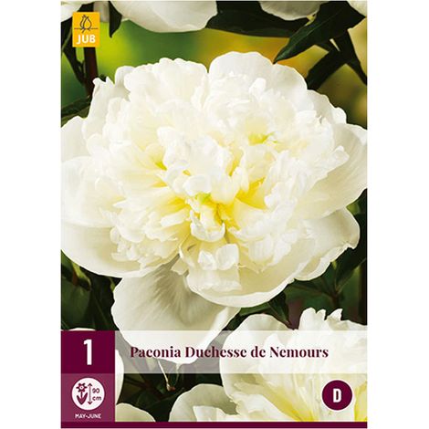 1 PIVOINE DUCHESSE DE NEMOURS Blanc