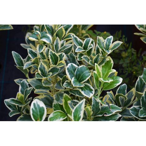 Gardenaria Evonimo - Euonymus japonicus 'Bravo' - Arbusto ornamentale da giardino - Altezza: 40/60 cm (vaso19) (1/5)