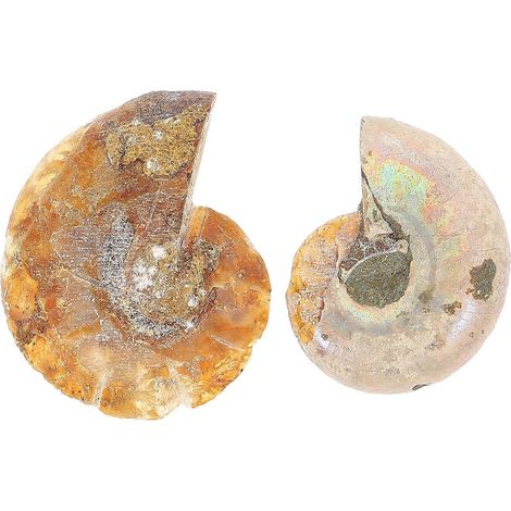 Lot de 2 spécimens fossiles d'ammonites pour la paléontologie, ornements scientifiques et fournitures de laboratoire-2.50X2.50X0.50CM