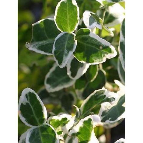 Petite pervenche 'Argenteovariegata' Godet de 8/9 cm