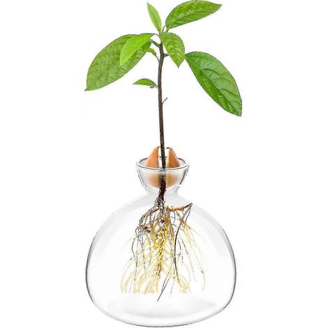 Kit de culture d'avocatiers avec vase et pot en verre pour semis, idéal pour faire pousser des avocatiers chez soi. Idées cadeaux de jardinage originaux. (1/5)